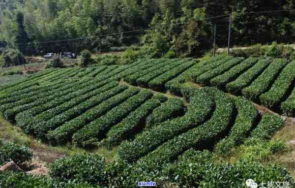 上犹茶叶基地：地址、介绍与特色产品全解析