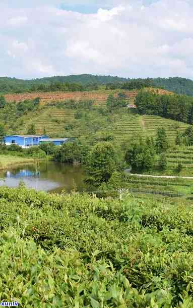 赣州茶叶场，探寻赣南茶香：赣州茶叶场的魅力之旅