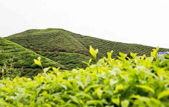 赣州茶叶场，探寻赣南茶香：赣州茶叶场的魅力之旅