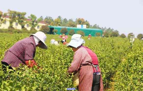 赣州茶叶场，探寻赣南茶香：赣州茶叶场的魅力之旅