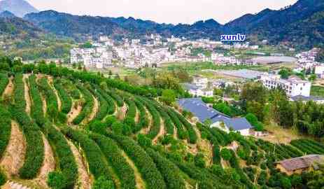 赣州上犹区茶叶批发-赣州上犹区茶叶场