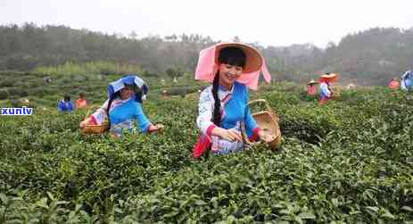 赣州上犹区茶叶批发-赣州上犹区茶叶场