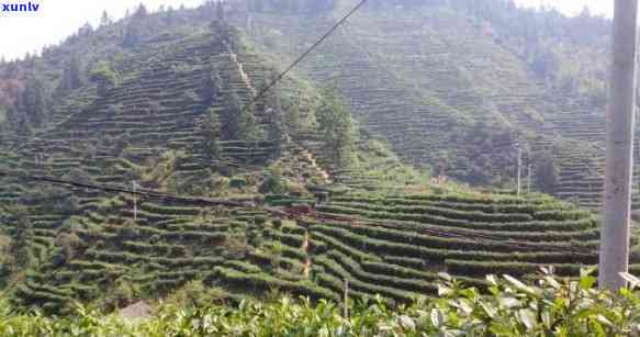 赣州上犹区茶叶批发-赣州上犹区茶叶场