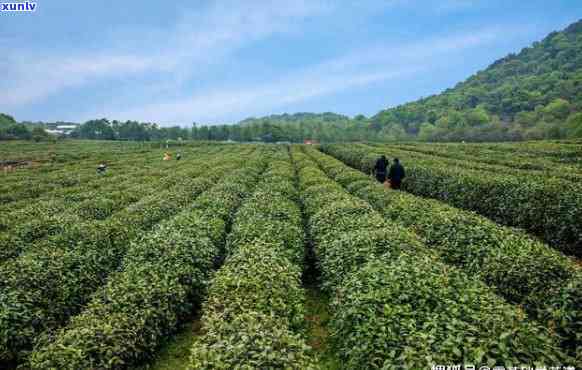 马连道茶叶场，探索中国茶文化：马连道茶叶场的魅力与历