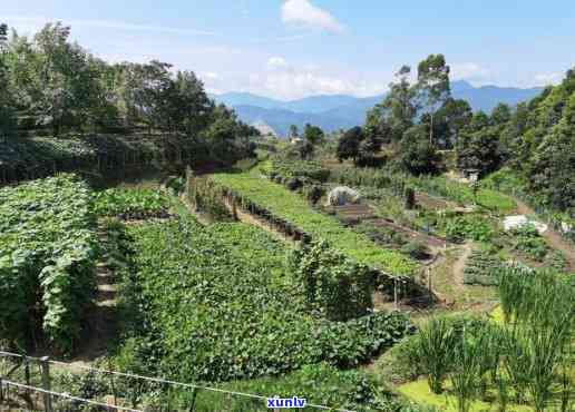 依山农场怎么样，探秘依山农场：体验乡村生活与自然风光的魅力