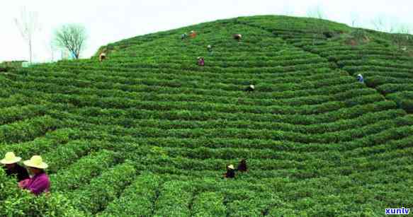 依农山家茶叶怎么样-依山农场怎么样