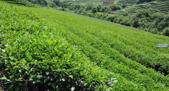 依农山家茶叶怎么样-依山农场怎么样