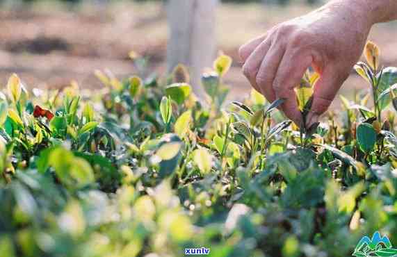 依农山家茶叶怎么样-依山农场怎么样