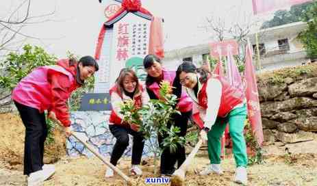 黄山最有名的茶叶是什么，探寻黄山之美：揭秘更具知名度的茶叶品种