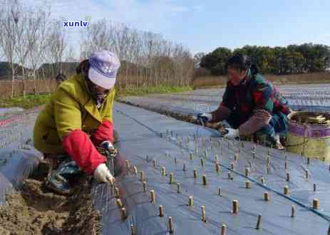 生茶红茶熟茶的区别：含义、特点及功效比较