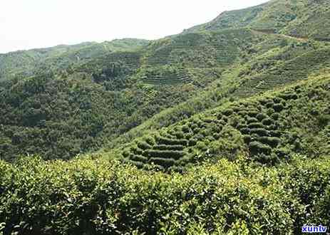 利川毛坝茶园，探秘湖北利川毛坝茶园：品味清新自然的绿茶香