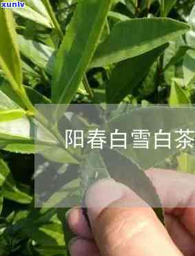 阳春白雪茶叶怎么样好喝吗，品尝阳春白雪茶叶：口感如何，是否好喝？