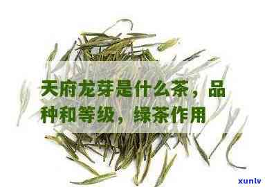 龙芽茶叶属于什么茶？详解其类别与品种