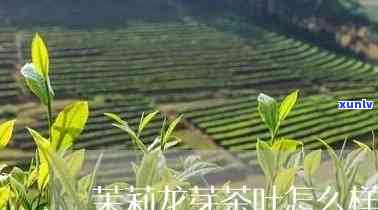 茉莉龙芽茶叶怎么样-龙芽茶叶属于什么茶