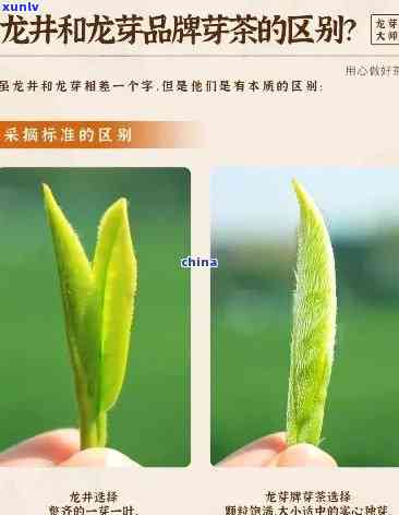 茉莉龙芽茶叶怎么样-龙芽茶叶属于什么茶