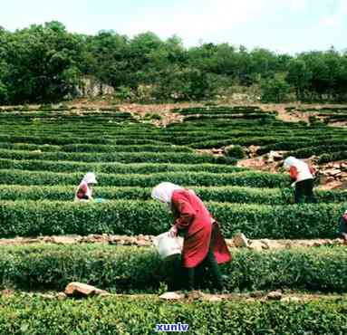 日照明晨晴茶叶，日照明晨晴，品味茶叶香