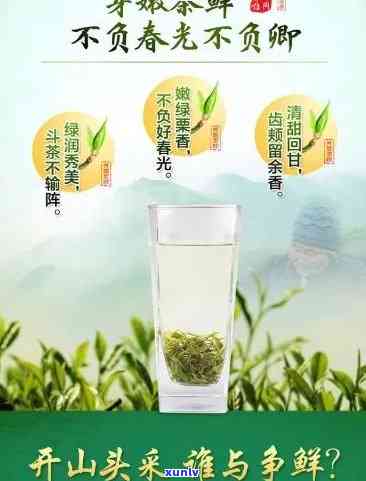 圣母山翠峰茶叶价格，圣母山翠峰茶叶：品味大自然的馈赠，了解其市场价格