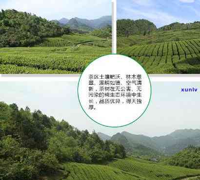 圣湖翠峰茶叶怎么样-圣湖翠峰茶叶怎么样啊