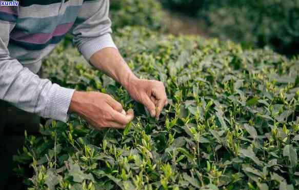 新疆卖茶叶的好吗，新疆的茶叶值得购买吗？一次全面的评估和分析