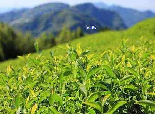 一杯香茶叶产地是哪里，探寻美味：揭秘一杯香茶叶的产地来源