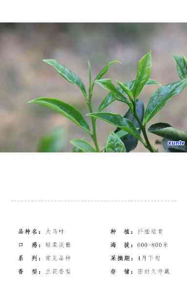 狮头脚牌茶叶怎么样-狮头脚牌茶叶是哪个公司的