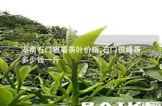 石门银毫茶叶怎么样-石门银毫茶叶多少钱一斤