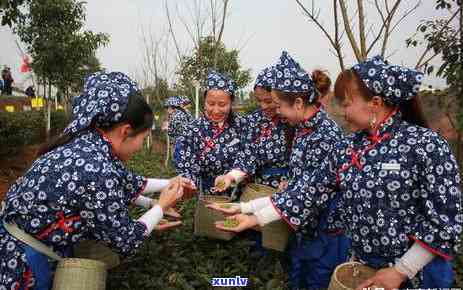 雅安山茶叶场，探索四川雅安山茶叶场，品味正宗川茶的魅力