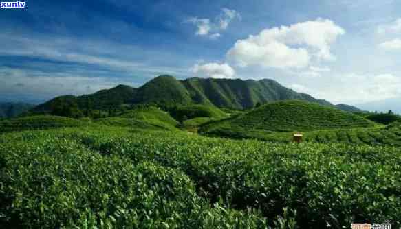 湖南石门茶叶怎么样-湖南石门茶叶怎么样好吃吗