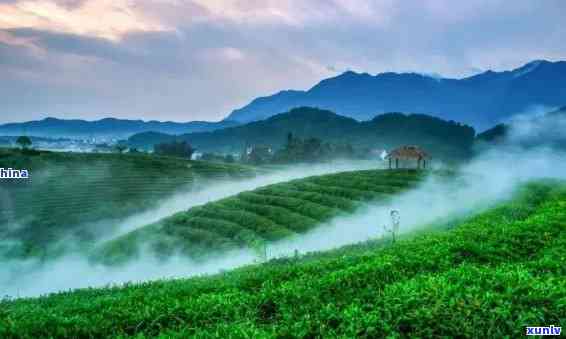 浙江丽水：产茶最多的地区在哪里？