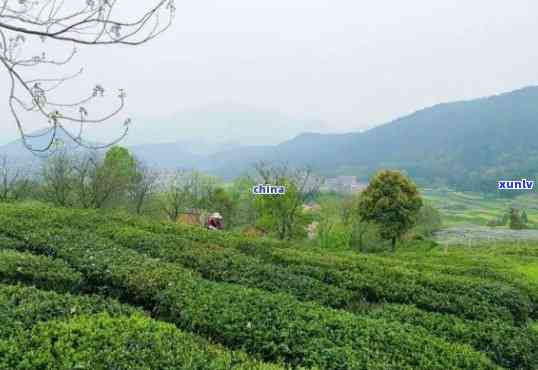 浙江丽水：产茶最多的地区在哪里？