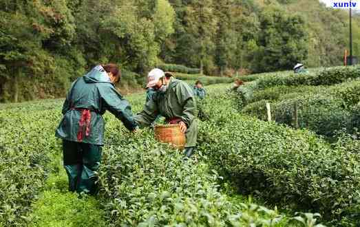 西湖农家茶叶怎么样-西湖农家茶叶怎么样啊