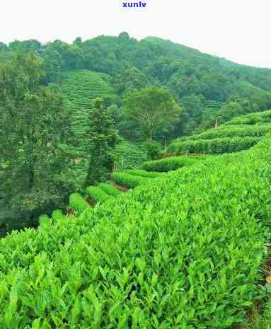 雁山龙湫茶叶怎么样-雁山龙湫茶叶怎么样好喝吗