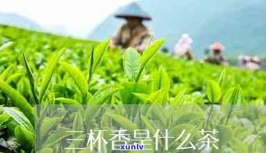 三溪香茗茶叶好喝吗？知乎用户分享评测与图片