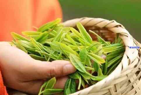 一芽一叶是什么绿茶，探究一芽一叶的绿色茶叶品种