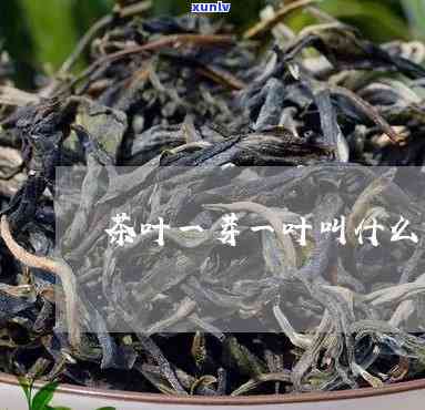 一芽一叶茶叶怎么样-一芽一叶茶叶怎么样好喝吗