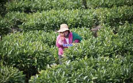 林芝墨脱茶叶怎么样-林芝墨脱茶叶