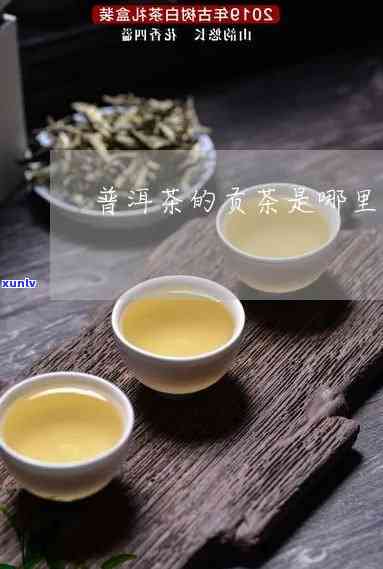 旺高阳坡贡茶：产地介绍与工厂地址