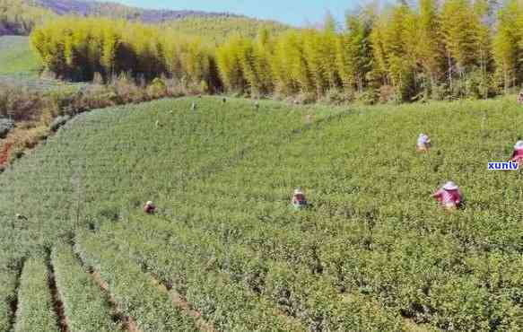 茶叶包装盒场在哪？求详细地址！