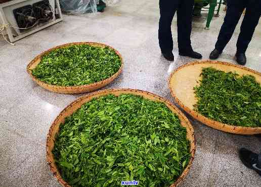 茶叶抽检不合格处罚-茶叶抽检不合格处罚多少钱