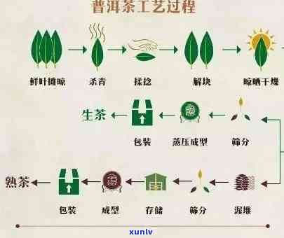 茶叶的生产流程图：绘制步骤与详细说明