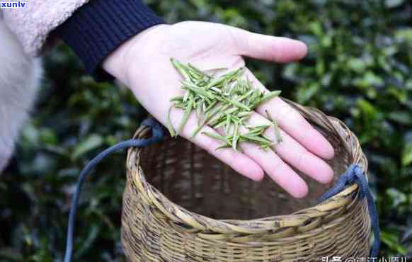 正确的茶叶采摘手法是，掌握正确茶叶采摘手法，提升茶品品质与口感！