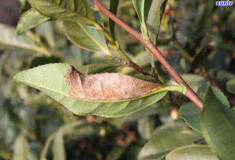 茶叶病害防治，保障茶叶品质：病虫害防治策略全解析