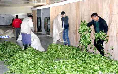 怎么点燃茶叶驱蚊，如何用茶叶燃烧驱赶蚊虫？