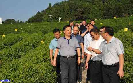 茶叶市场调研-茶叶市场调研报告