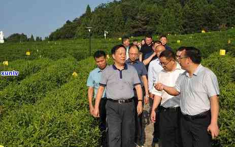 茶叶市场调研-茶叶市场调研报告