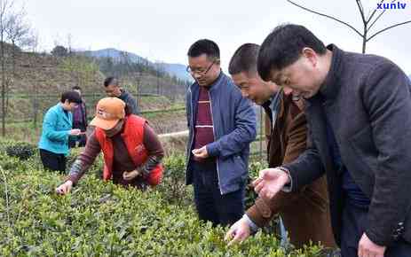 茶叶市场调研-茶叶市场调研报告