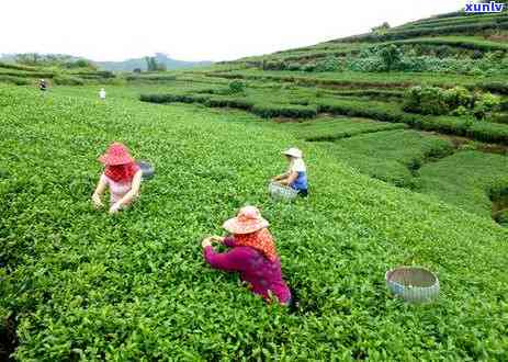 茶叶肥时间和 *** -春茶茶叶肥时间和 *** 