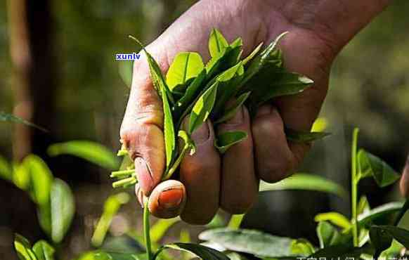 采摘茶叶的正确 *** 视频教程详解