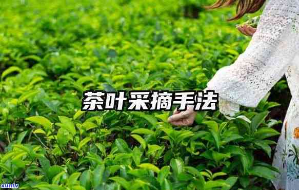 采摘茶叶的正确 *** 视频教程详解