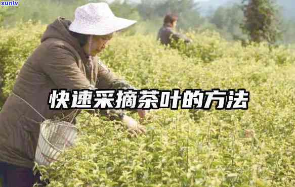 采摘茶叶的正确 *** 视频教程详解